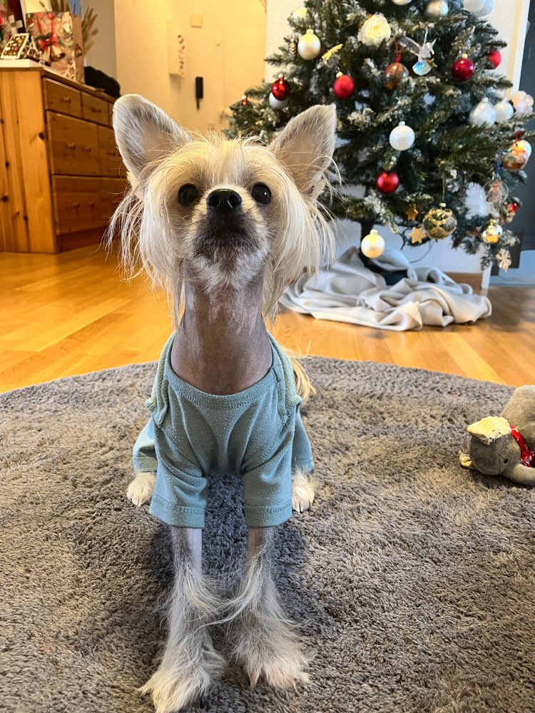 Hundetreffen-Hundefreunde in Alt Saarbrücken gesucht :)-Profilbild