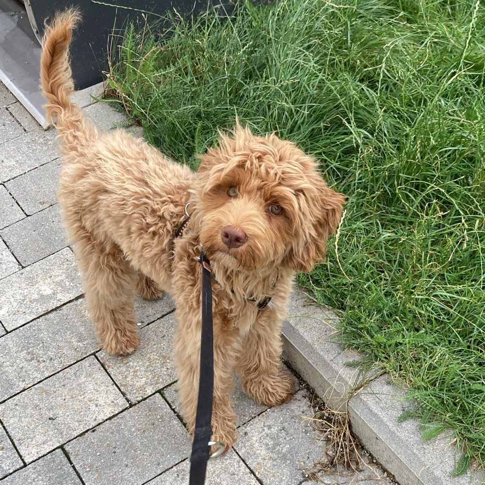 Hundetreffen-Junghund zum Spielen/Trainieren-Profilbild
