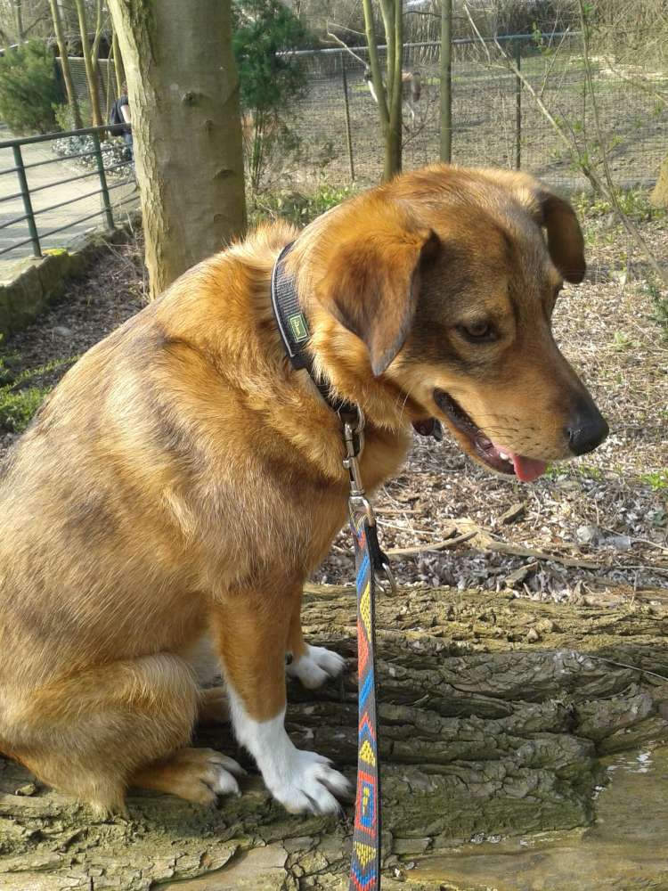 Hundetreffen-Kontakt mit anderen Hunden-Profilbild