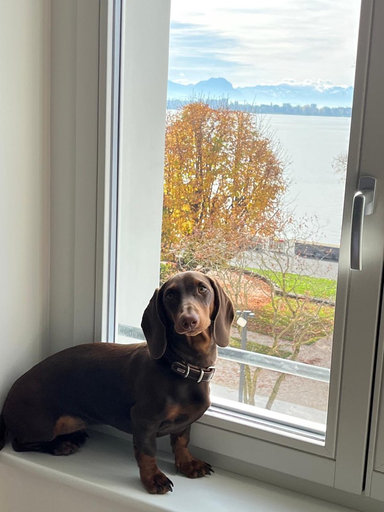 Hundetreffen-Spieltreff und gemeinsam Gassi gehen.-Profilbild