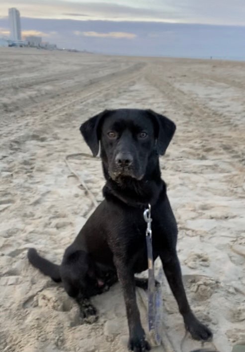 Hundetreffen-Spielkameraden gesucht.-Profilbild