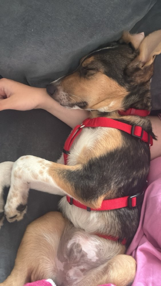 Hundetreffen-Gassirunde in Lütjenburg-Profilbild