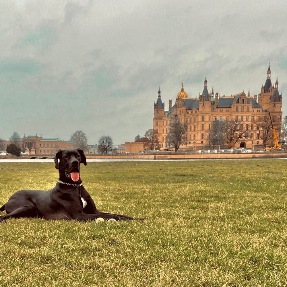 Hundetreffen-Spieleründchen mit Sam :)-Profilbild