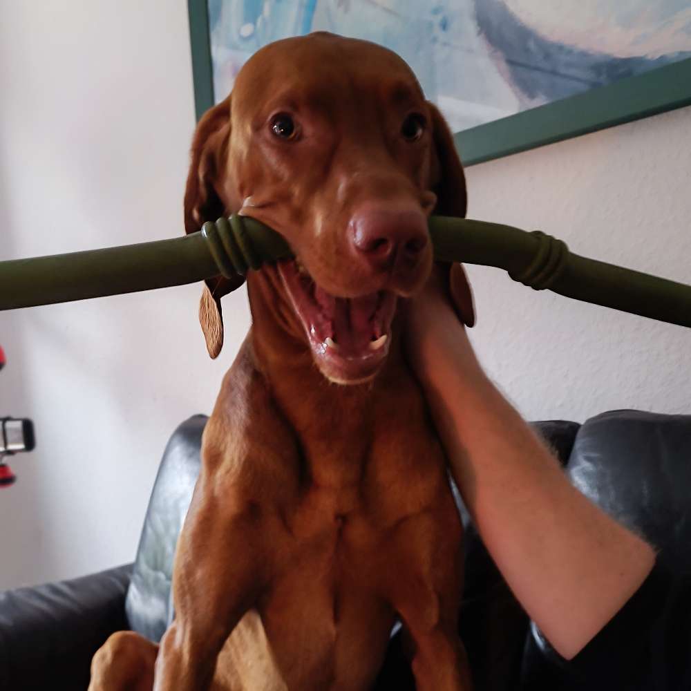 Hundetreffen-Treffen zum Spielen-Profilbild