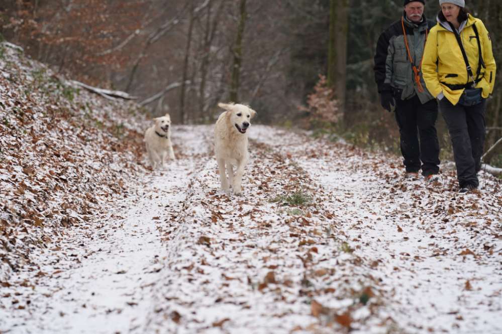 Hundetreffen-Hundefreunde im Neckartal-Odenwald-Profilbild