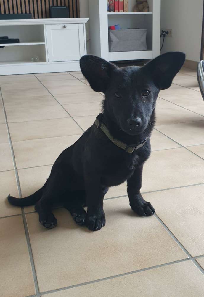 Hundetreffen-Gassi- oder Spieltreffen-Profilbild
