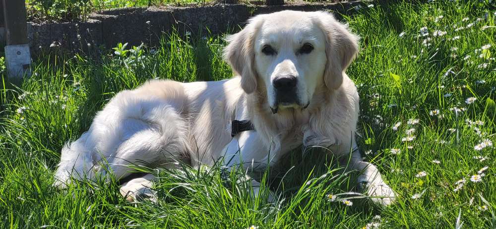 Hundetreffen-Geschwister Treffen-Profilbild