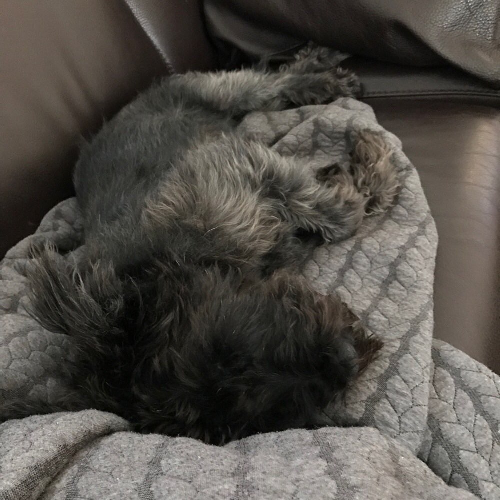 Hundetreffen-Gssirunde-Profilbild