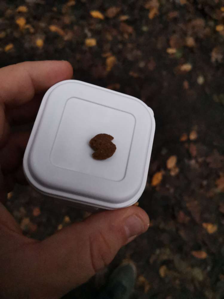 Giftköder-Verstecktes Futter unter Laubhaufen-Profilbild