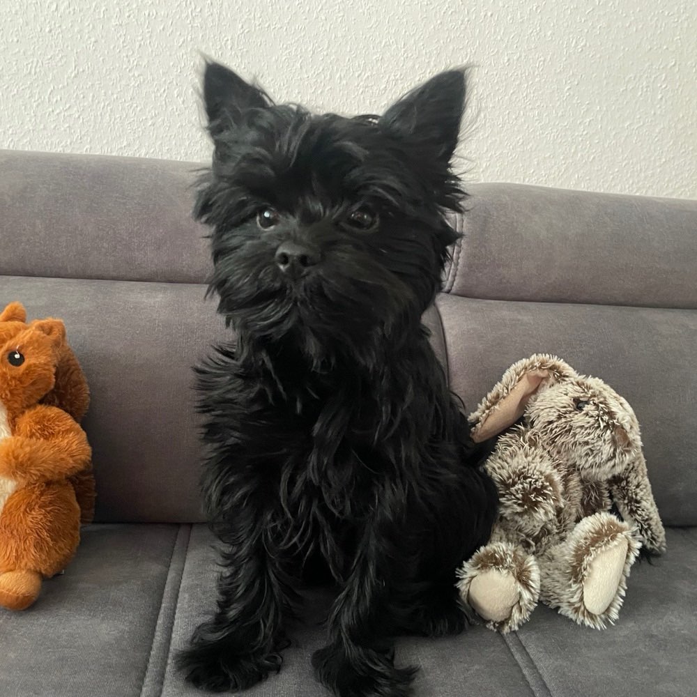 Hundetreffen-Welpentreffen-Profilbild