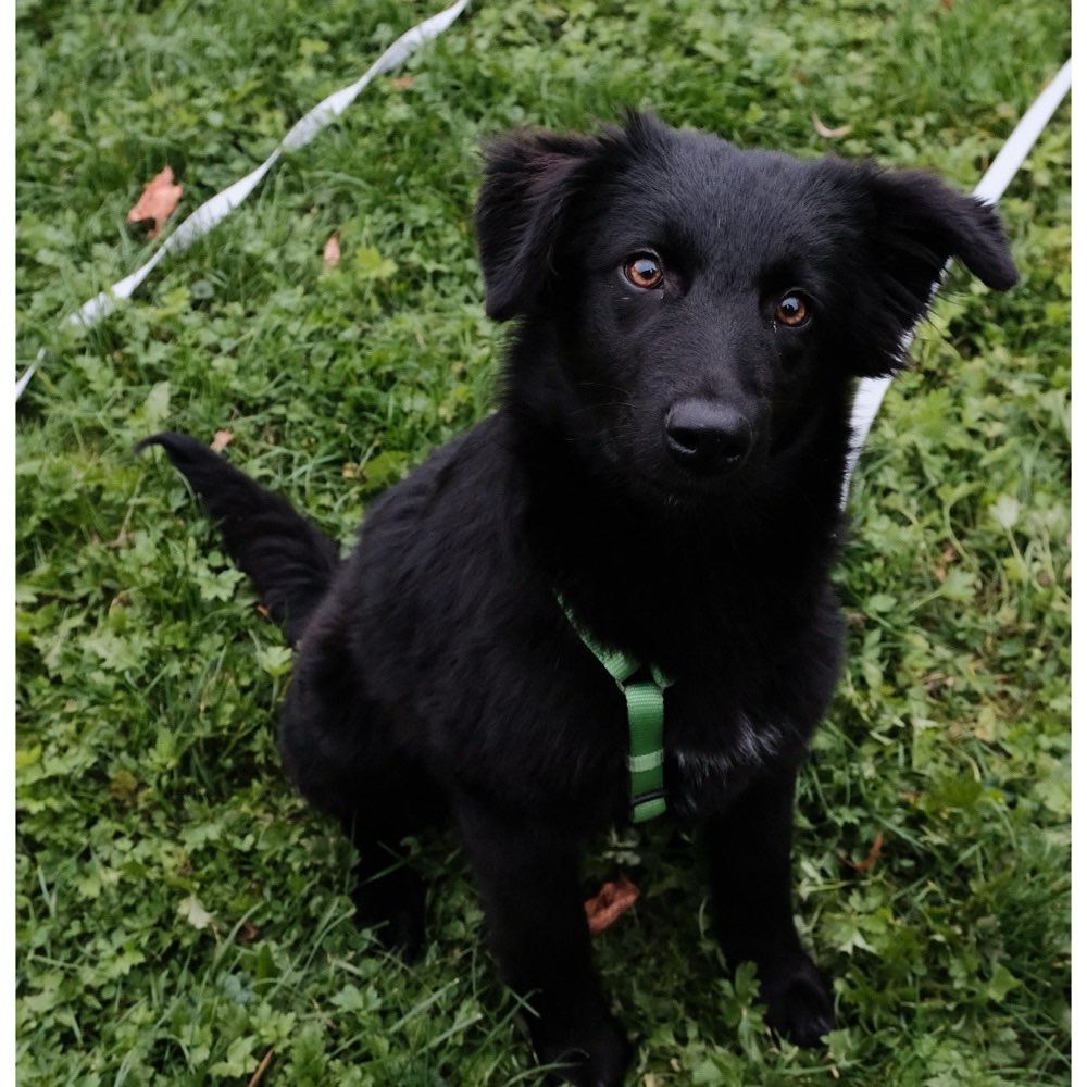 Hundetreffen-Hundefreundin gesucht 🤭-Profilbild