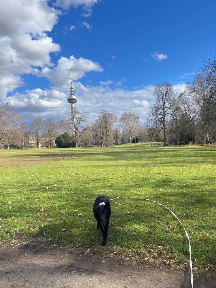 Hundetreffen-Trainingsgassi + anschließendes Spielen-Profilbild