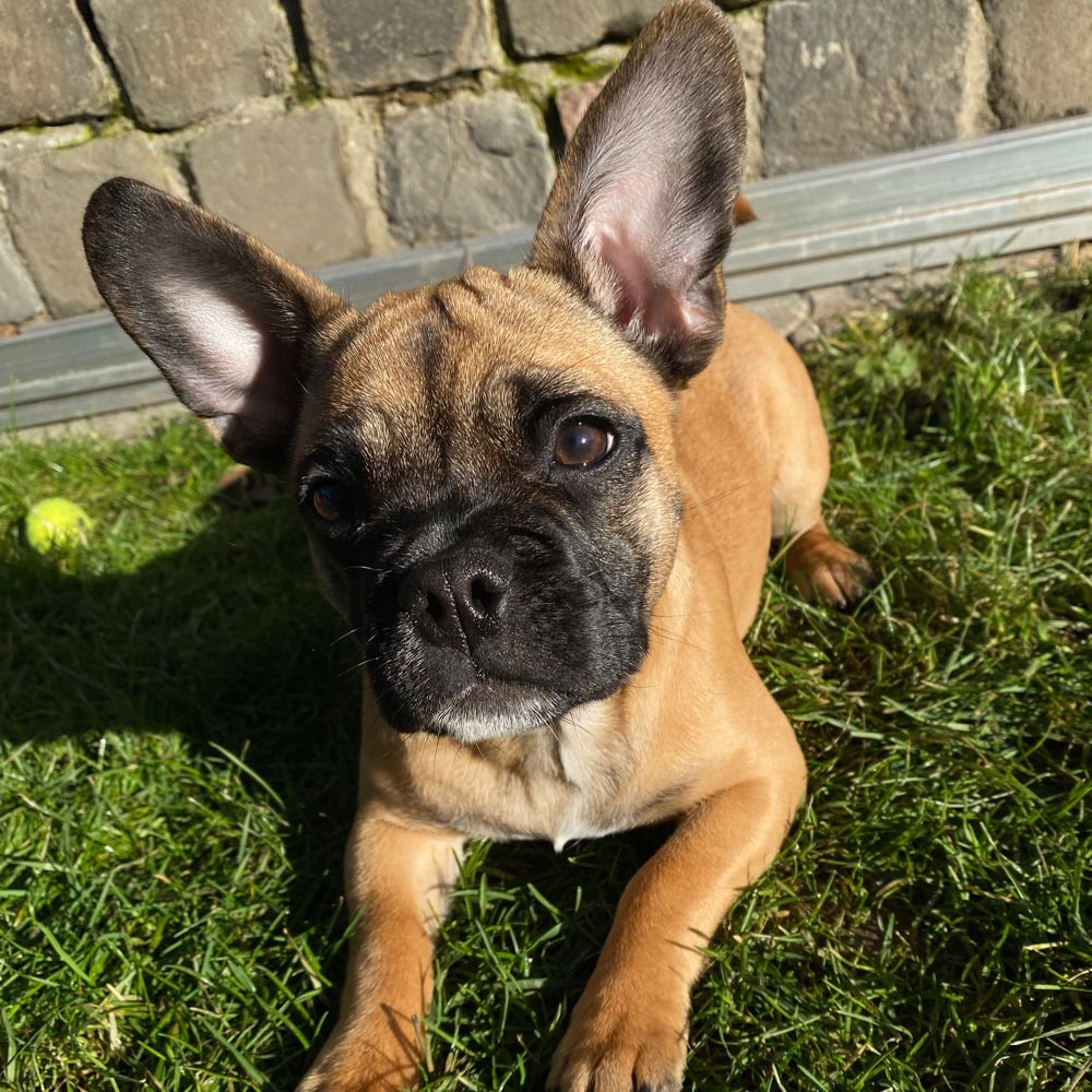 Hundetreffen-Nami sucht Friends für Gassi und Spielrunden-Profilbild