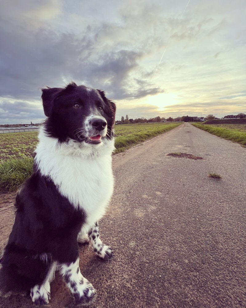 Hundetreffen-Spazieren gehen / Zusammen Spielen-Profilbild