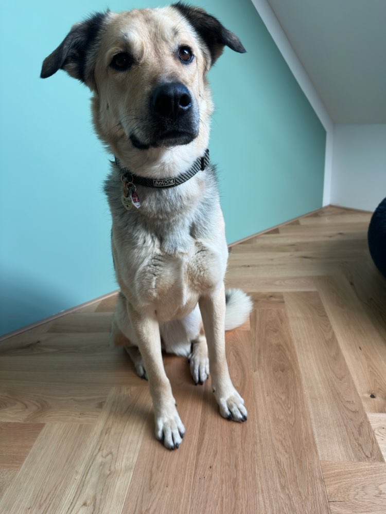 Hundetreffen-Social Walk und hundebegegnungen üben-Profilbild