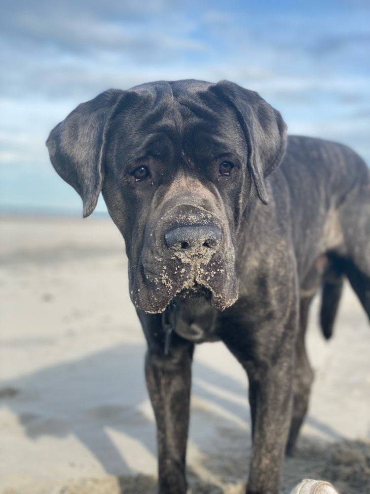 Hundetreffen-Hundebegegnungen trainieren-Profilbild