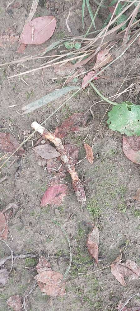 Giftköder-KAUSTANGEN ausgelegt!-Profilbild