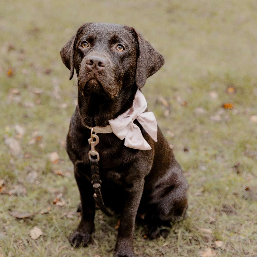 Hundetreffen-Spielkamerad/in gesucht 🐾-Profilbild