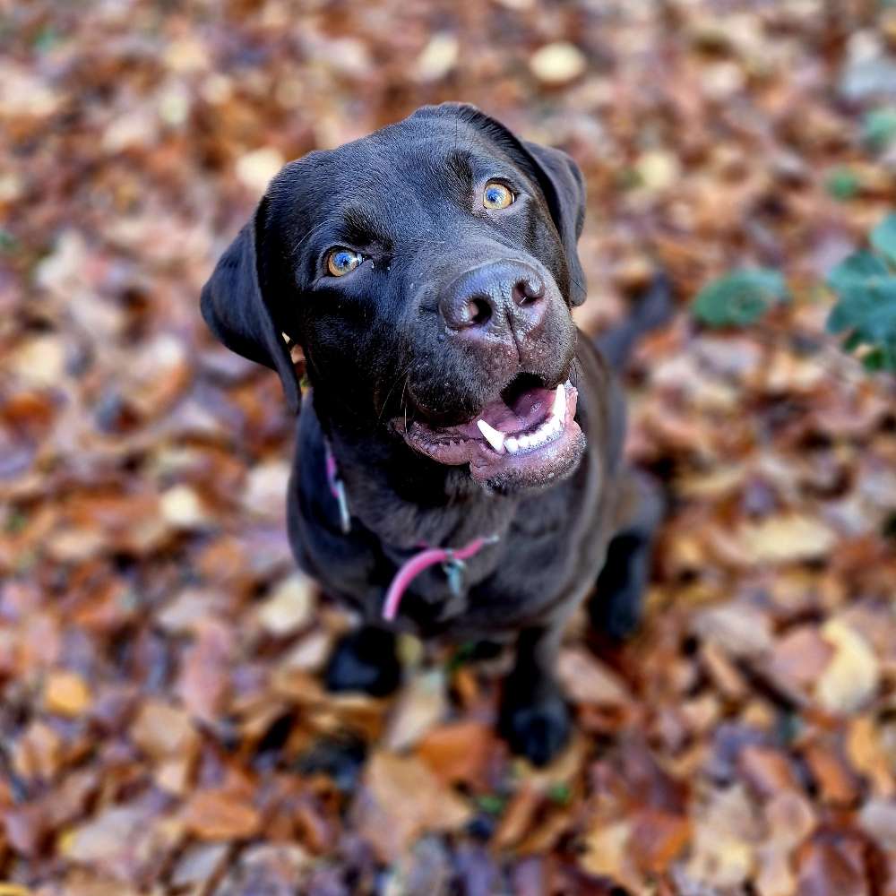 Hundetreffen-Spielkamerad/in gesucht 🐾-Profilbild