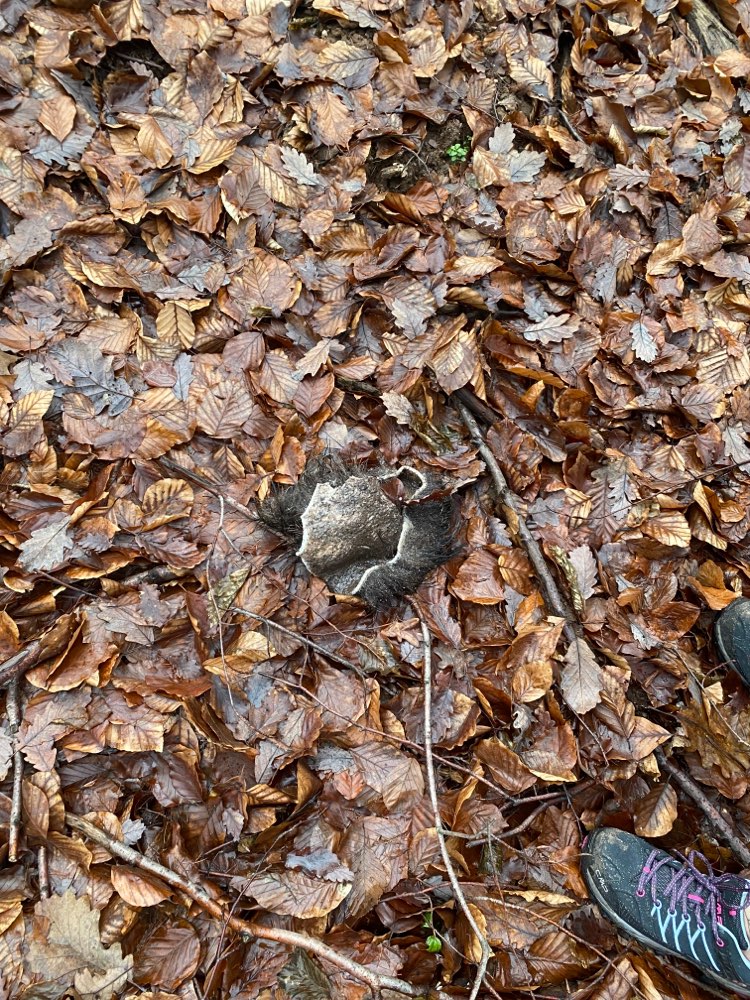 Giftköder-Vermutlicher Teil eines Kadavers-Profilbild