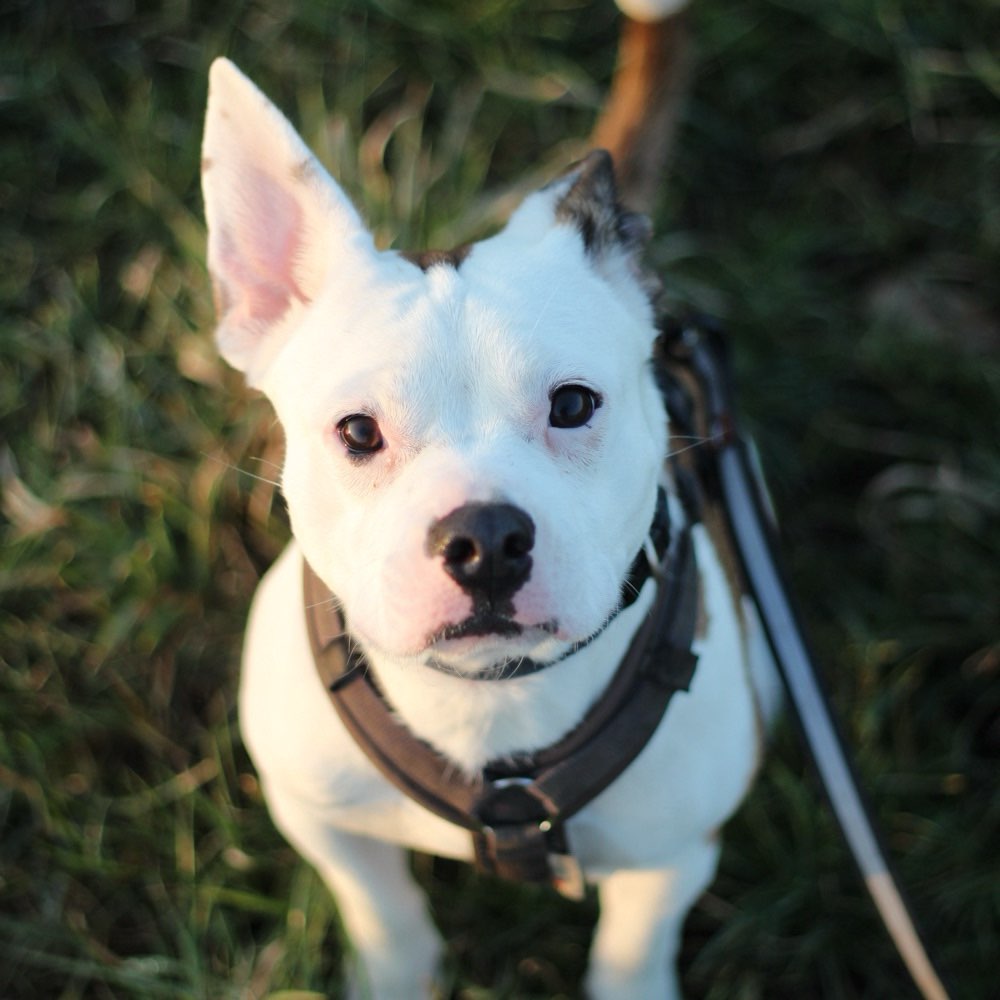 Hundetreffen-Social Walk-Profilbild