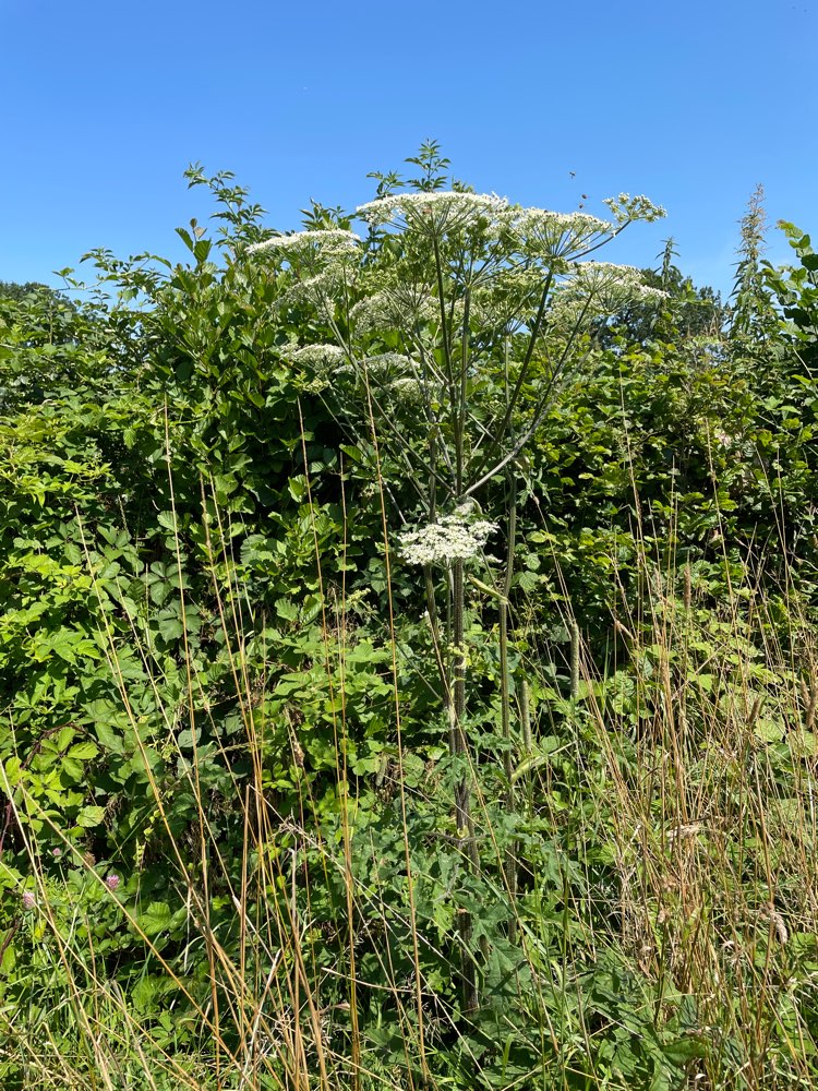 Giftköder-Riesenbärenklau in Scharmbeckstotel-Profilbild