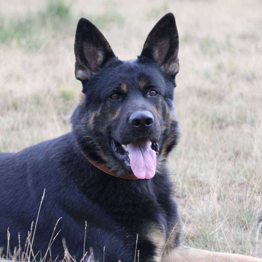 Hundetreffen-Sozialkontakt für meinen Amor gesucht :)-Profilbild