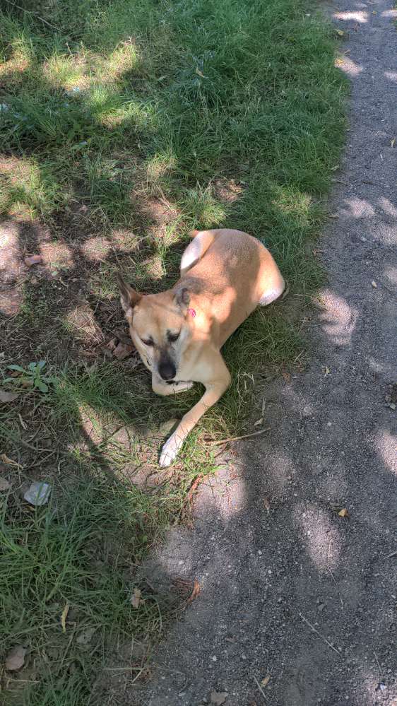 Hundetreffen-Gemeinsame Gassigänge-Profilbild