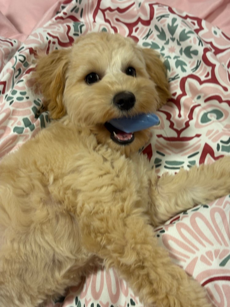 Hundetreffen-Welpentreffen-Profilbild