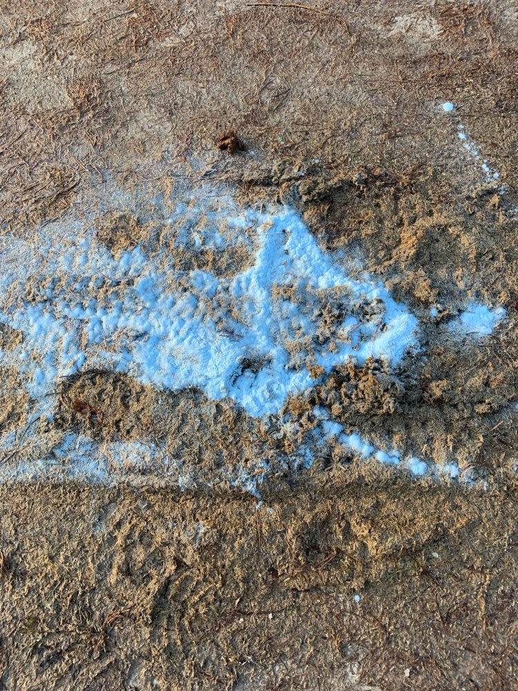 Giftköder-Unbekanntes Pulver-Profilbild