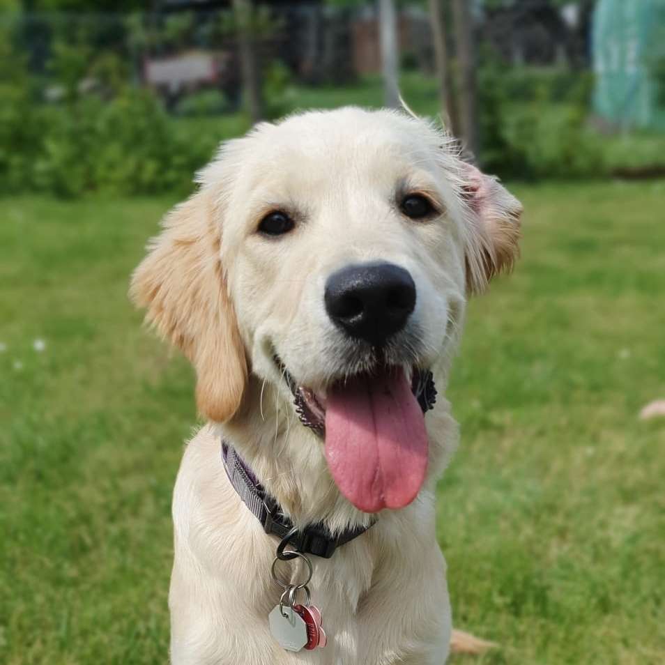 Hundetreffen-Spiel- und Gassifreundschaften-Profilbild