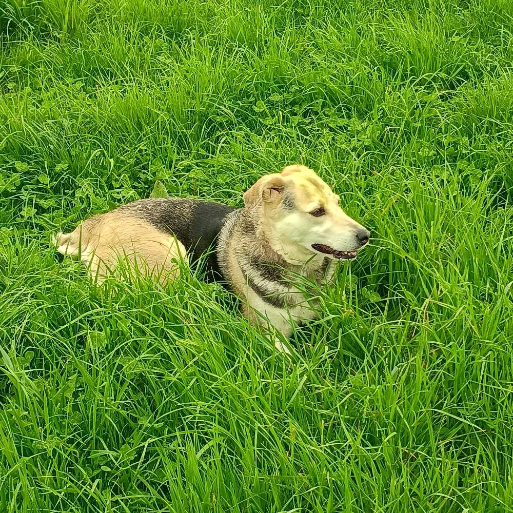 Hundetreffen-Gemeinsam Gassi-Profilbild