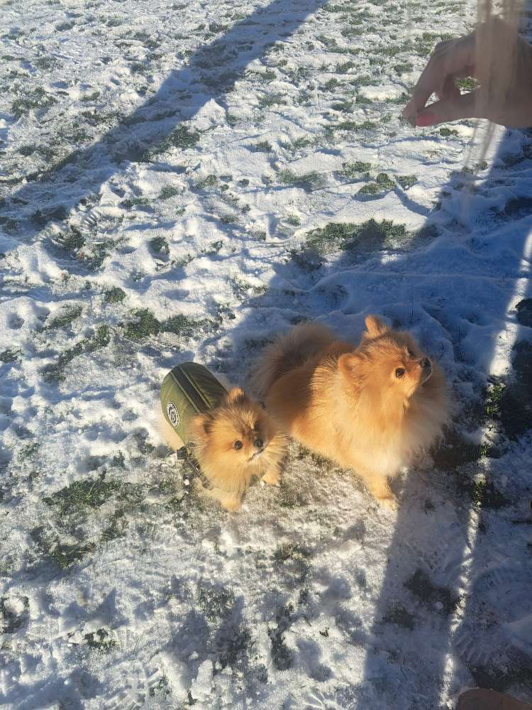 Hundetreffen-Zwergspitz/Pomeranian Treffen-Profilbild