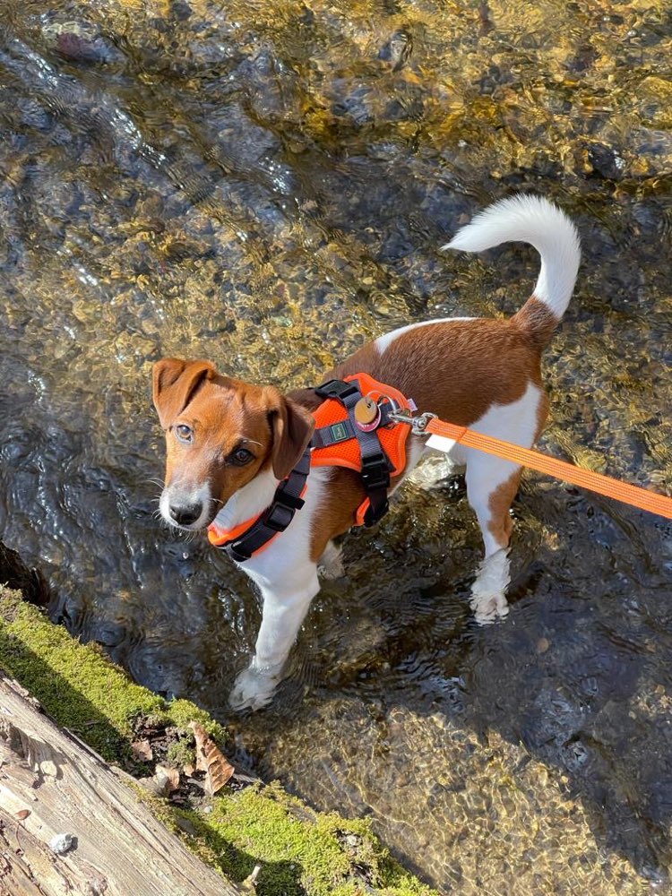 Hundetreffen-Spieltreffen-Profilbild