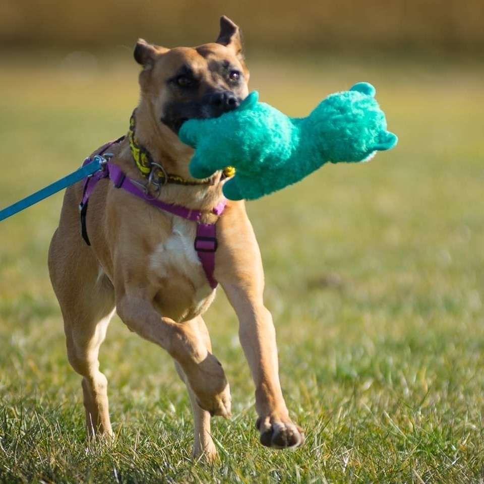 Hundetreffen-Spielkameraden finden-Profilbild