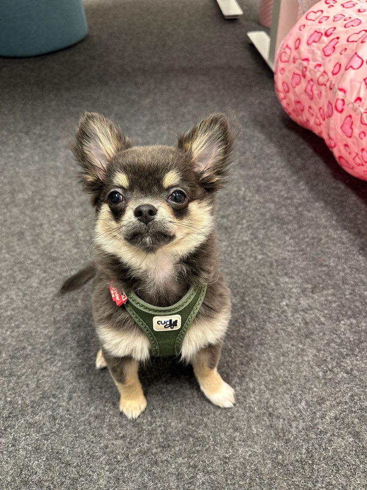 Hundetreffen-Suchen kleine Welpen zum Spielen-Profilbild