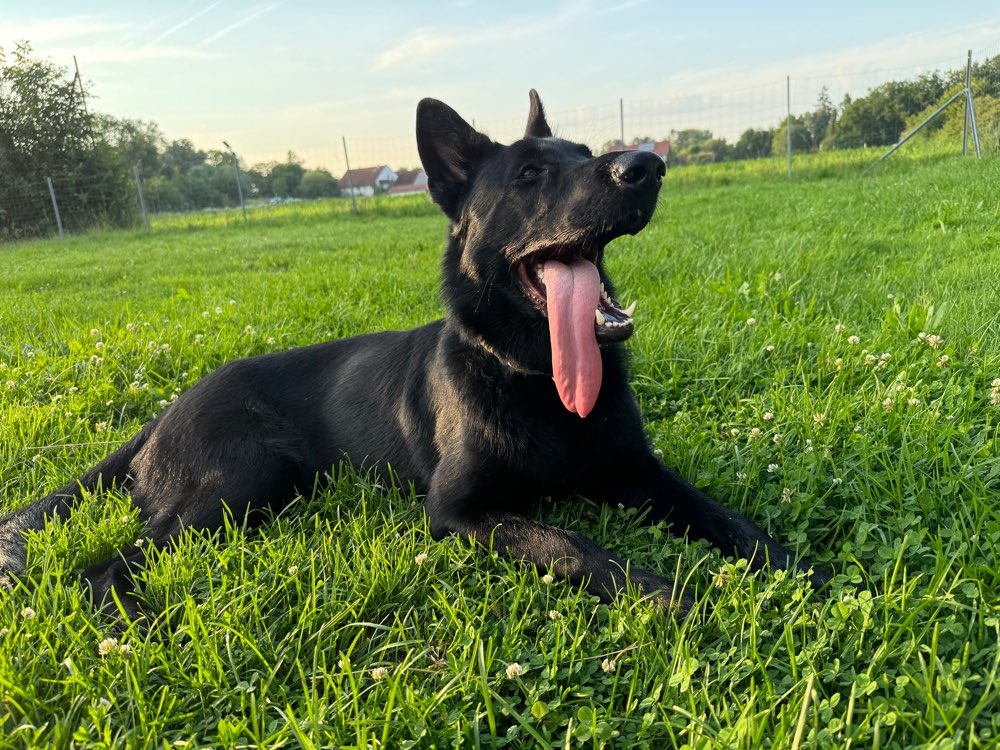 Hundetreffen-Spielen auf der Hundewiese-Profilbild