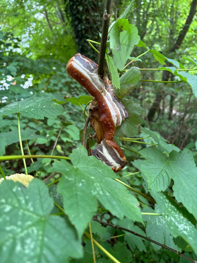 Giftköder-Evtl. Giftköder Steinbergweg-Profilbild