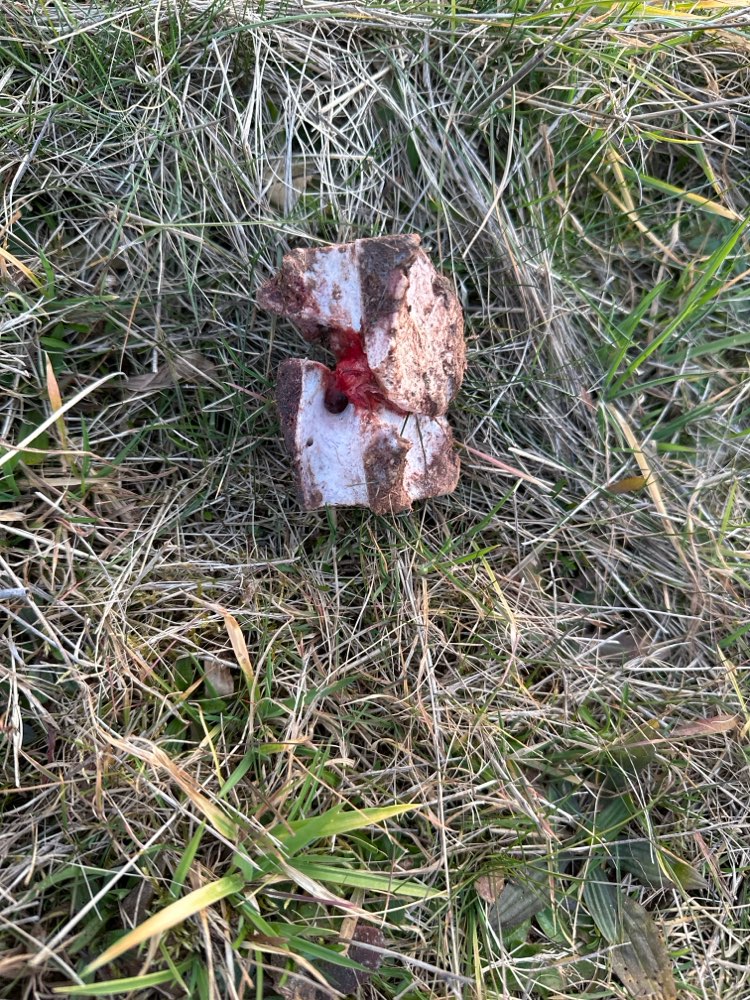 Giftköder-Giftköder-Profilbild