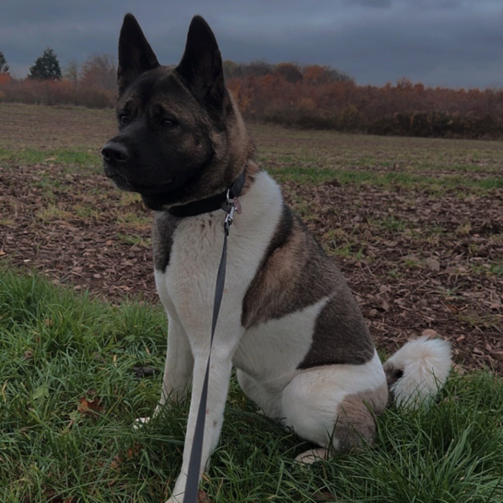 Hundetreffen-Spaziergänge-Profilbild