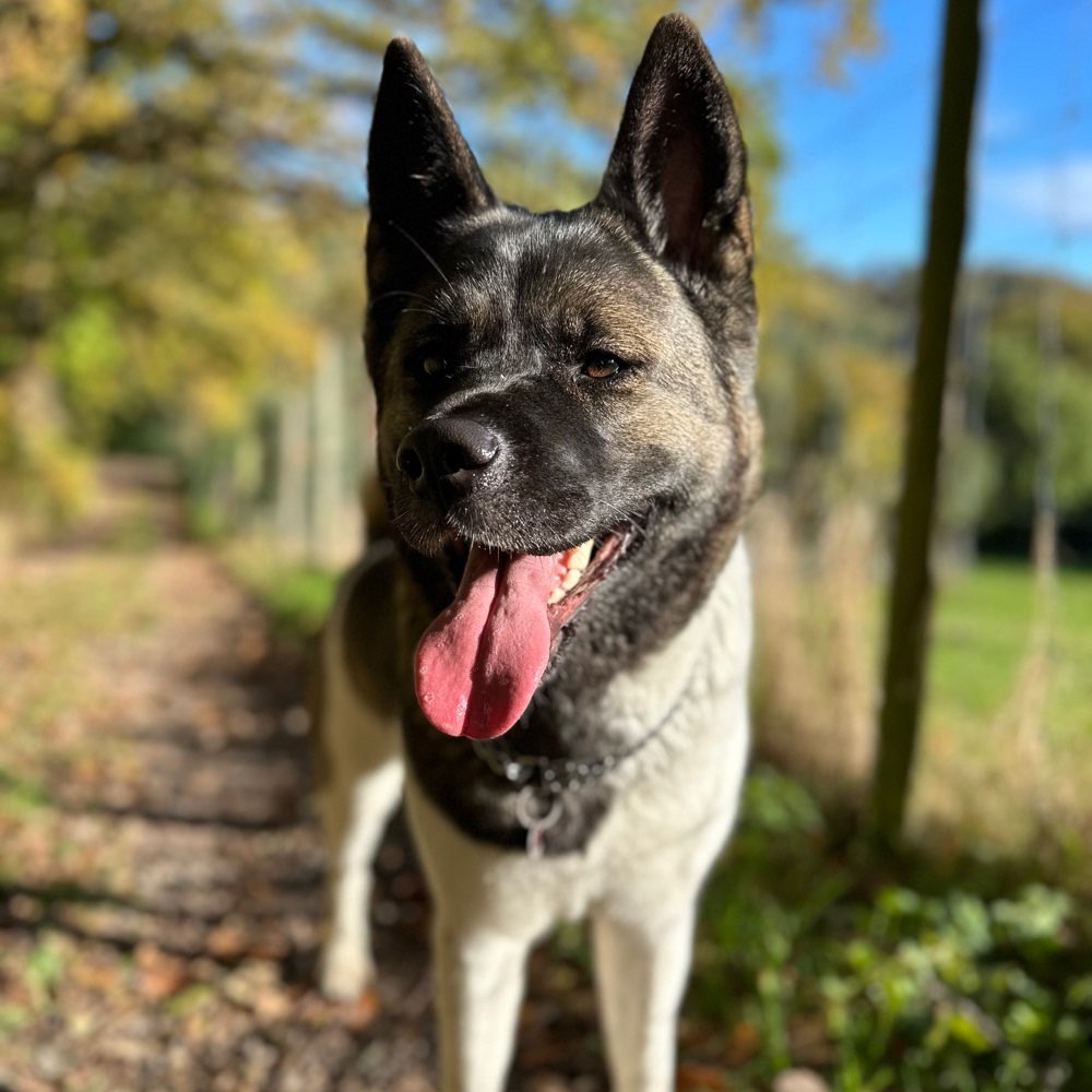 Hundetreffen-Spaziergänge, neue Freunde-Profilbild