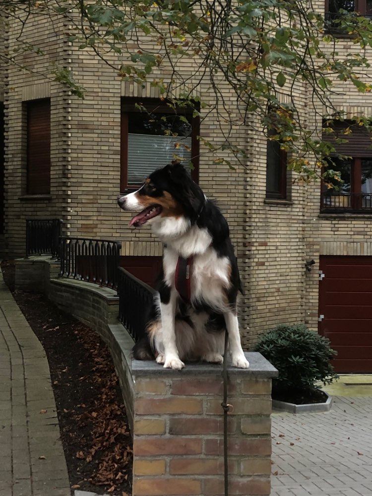 Hundetreffen-Souveräner Hundekontakt-Profilbild