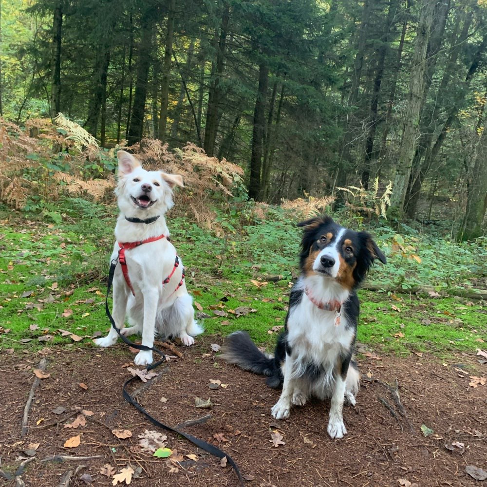 Hundetreffen-Socialwalk-Profilbild