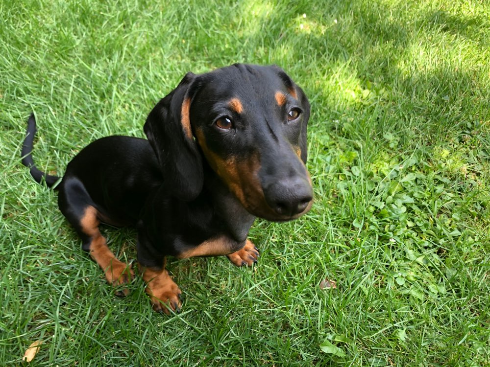 Hundetreffen-Spielrunde-Profilbild