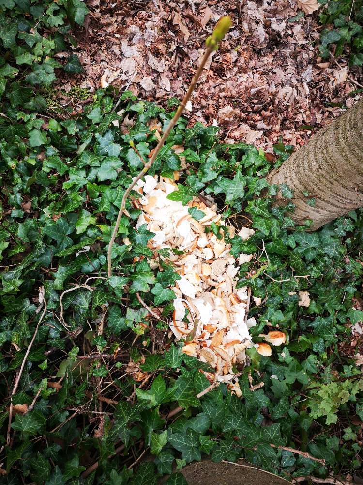 Giftköder-evtl. Brot mit gift?!-Profilbild