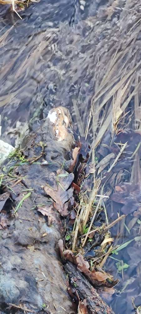 Giftköder-Tier Kadaver / möglicher toter Hund-Profilbild