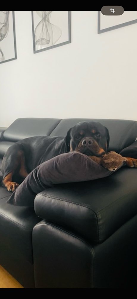 Hundetreffen-Spielkumpel/inne Gesucht-Profilbild