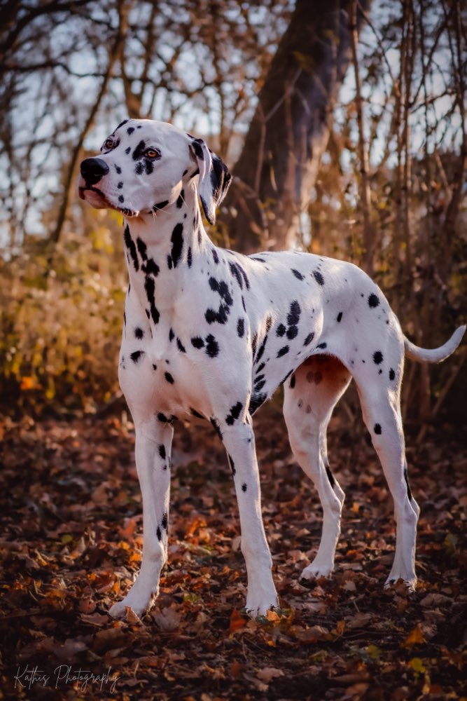 Hundetreffen-Gemeinsamer Walk  + Foto-Shooting-Profilbild