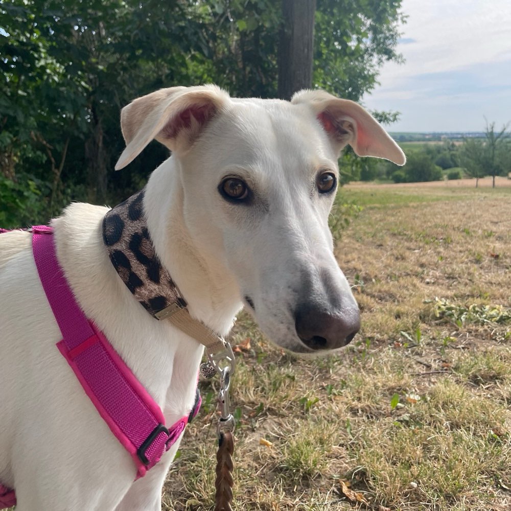 Hundetreffen-gemeinsame Gassirunde-Profilbild
