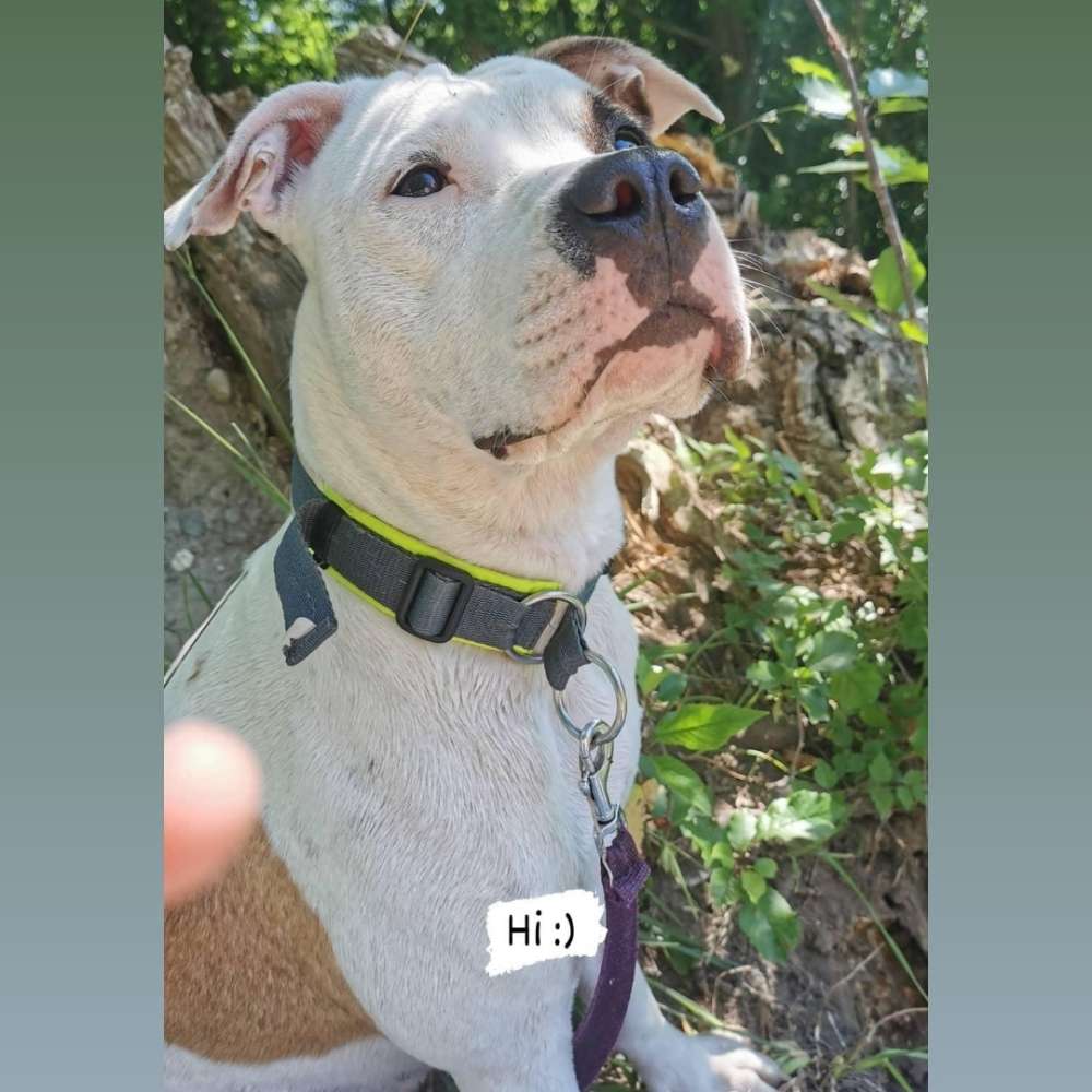 Hundetreffen-Hunde treff gerne in Breisach oder Nähe mit 1 Jähriger Hündin-Profilbild